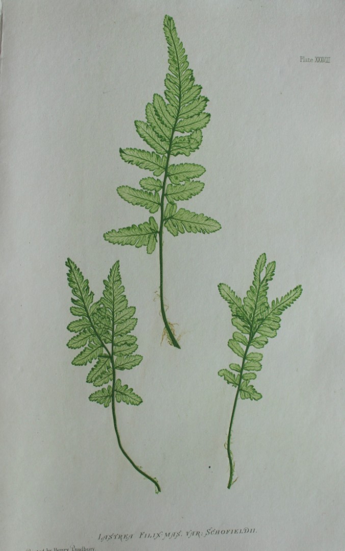 Thomas Moore - Nature-printed  ferns by Thomas Moore 1863