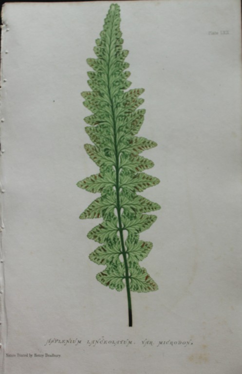 Thomas Moore - Nature-printed  ferns by Thomas Moore 1863