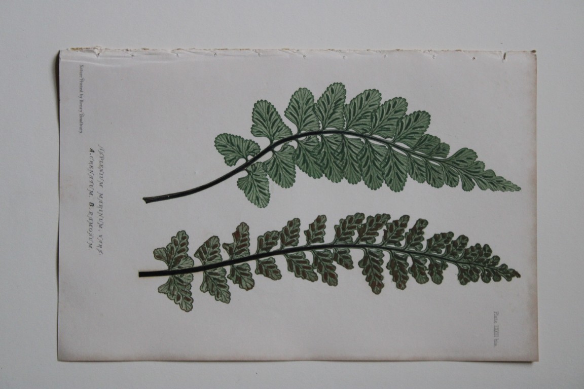 Thomas Moore - Nature-printed  ferns by Thomas Moore 1863