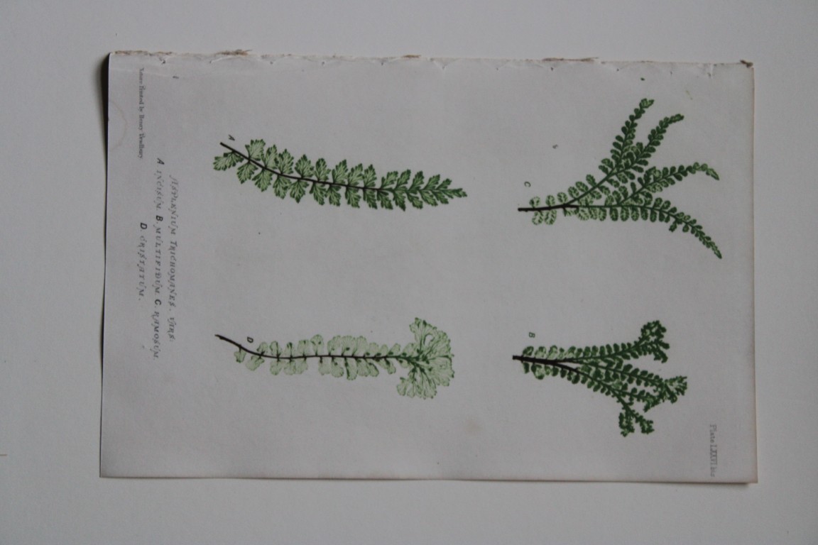 Thomas Moore - Nature-printed  ferns by Thomas Moore 1863