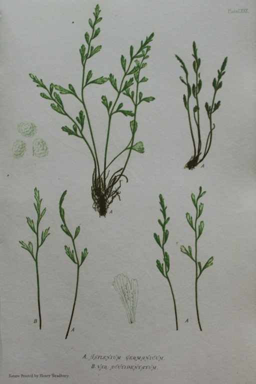 Thomas Moore - Nature-printed  ferns by Thomas Moore 1863