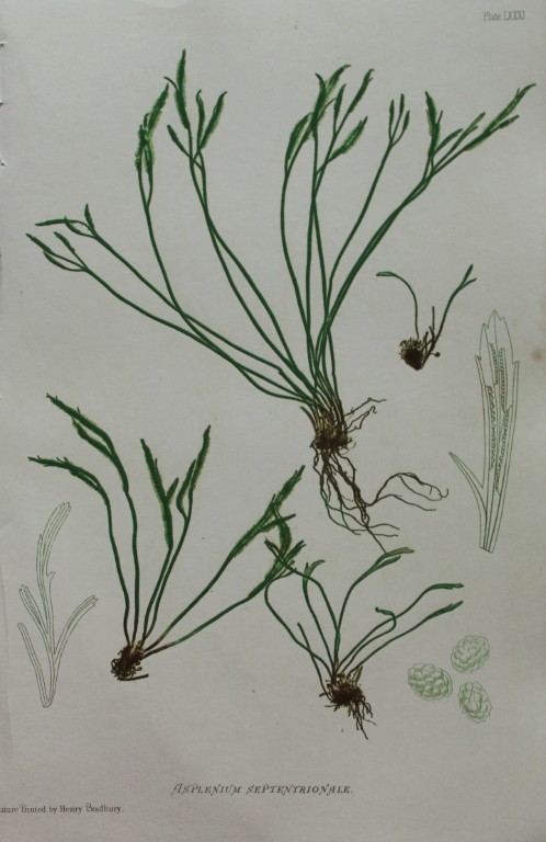 Thomas Moore - Nature-printed  ferns by Thomas Moore 1863