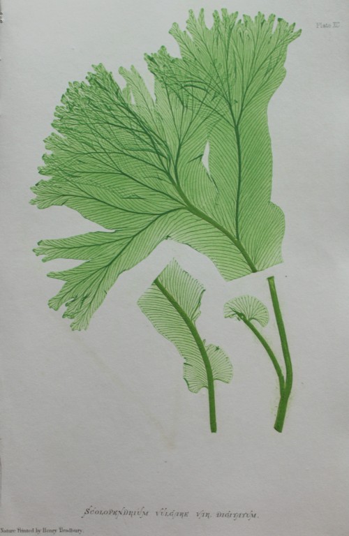Thomas Moore - Nature-printed  ferns by Thomas Moore 1863
