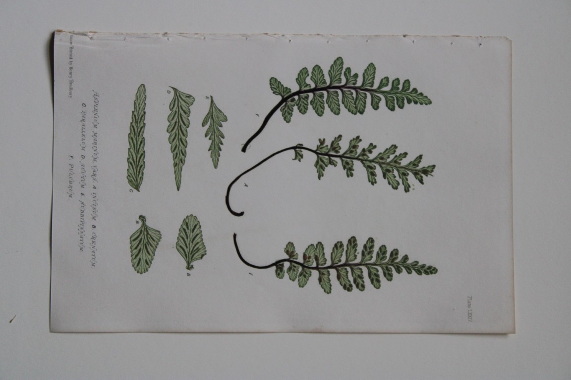 Thomas Moore - Nature-printed  ferns by Thomas Moore 1863