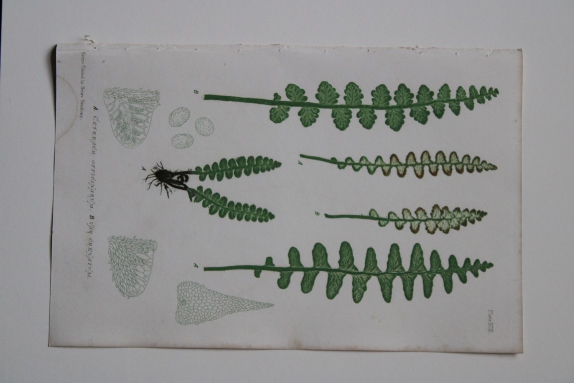 Thomas Moore - Nature-printed  ferns by Thomas Moore 1863