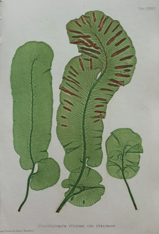 Thomas Moore - Nature-printed  ferns by Thomas Moore 1863