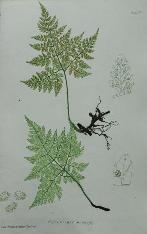 Thomas Moore - Nature-printed  ferns by Thomas Moore 1863