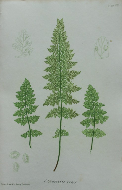 Thomas Moore - Nature-printed  ferns by Thomas Moore 1863