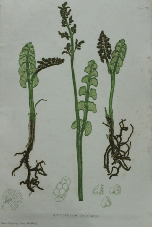 Thomas Moore - Nature-printed  ferns by Thomas Moore 1863