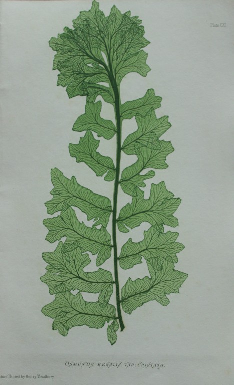Thomas Moore - Nature-printed  ferns by Thomas Moore 1863