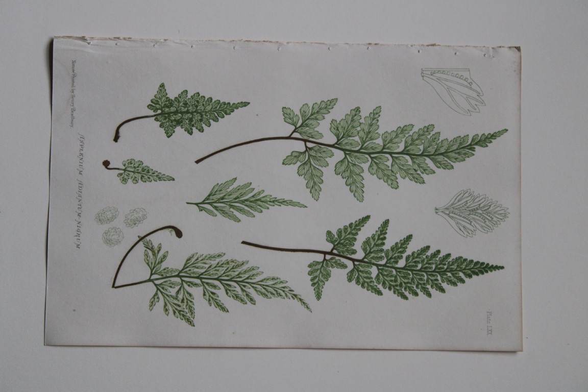 Thomas Moore - Nature-printed  ferns by Thomas Moore 1863