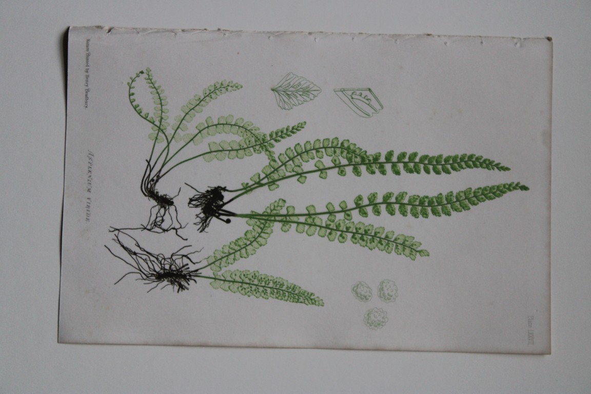 Thomas Moore - Nature-printed  ferns by Thomas Moore 1863