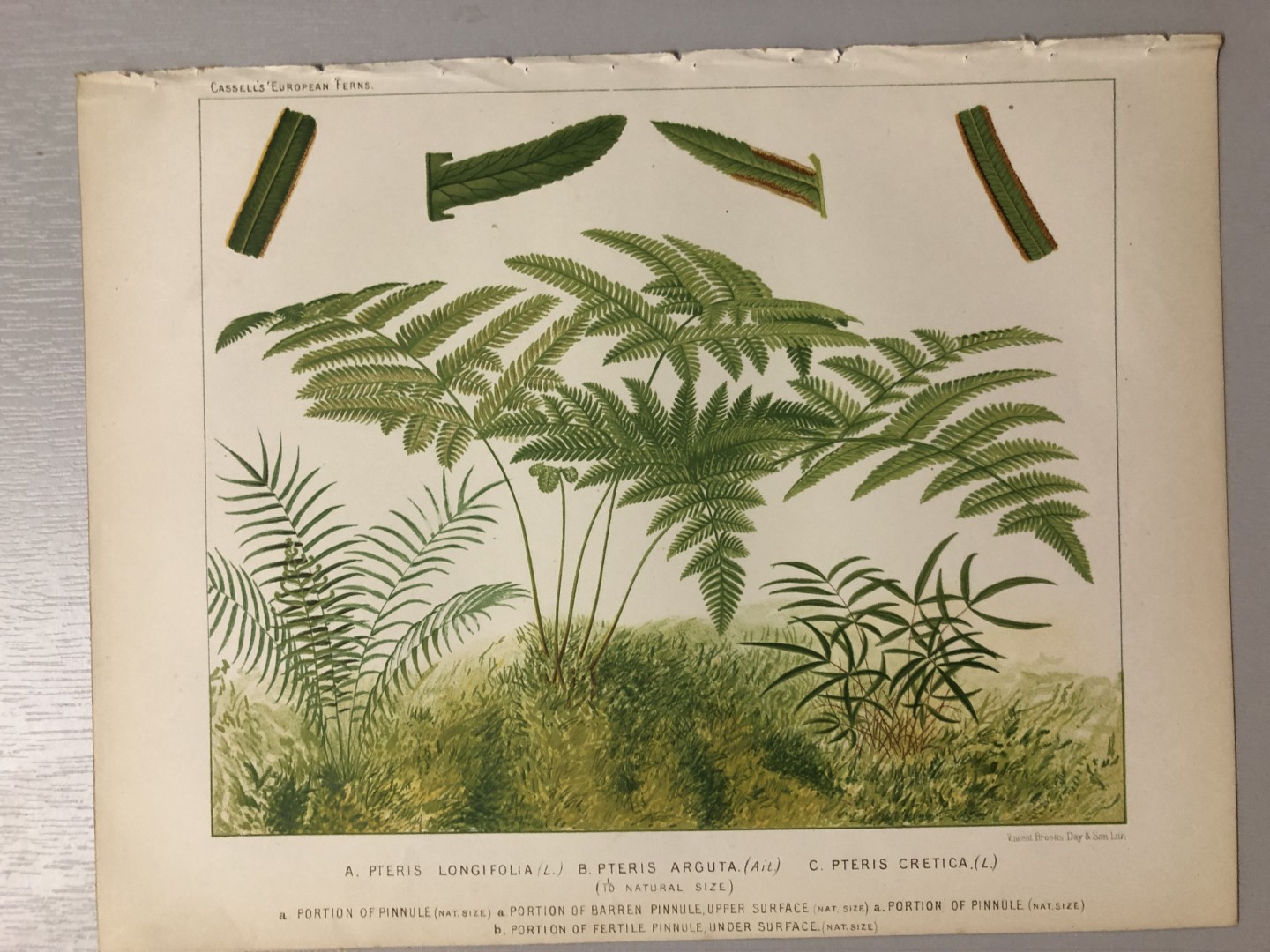 James Britten - Chromolithograph of European ferns 1879
