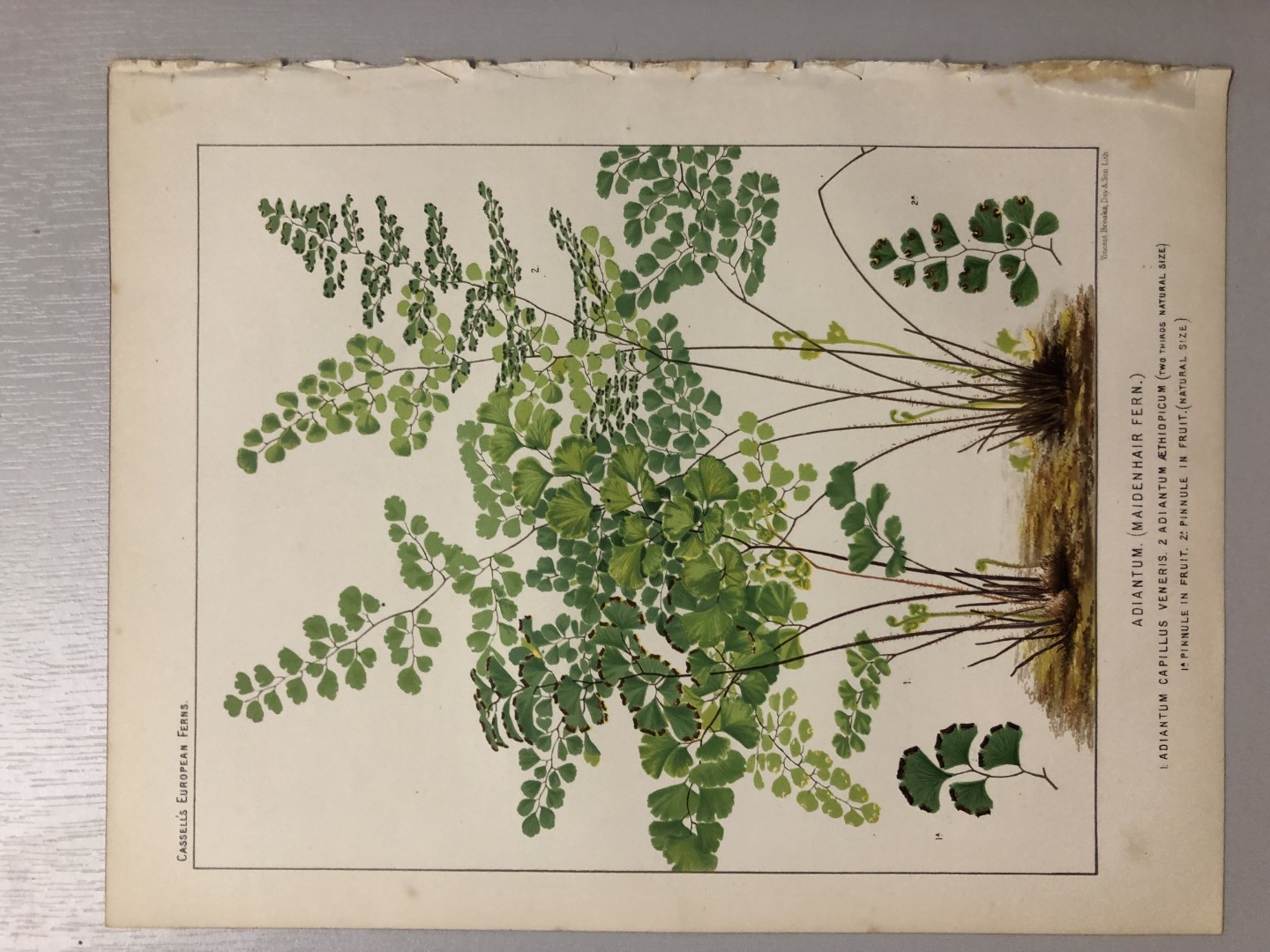 James Britten - Chromolithograph of European ferns 1879