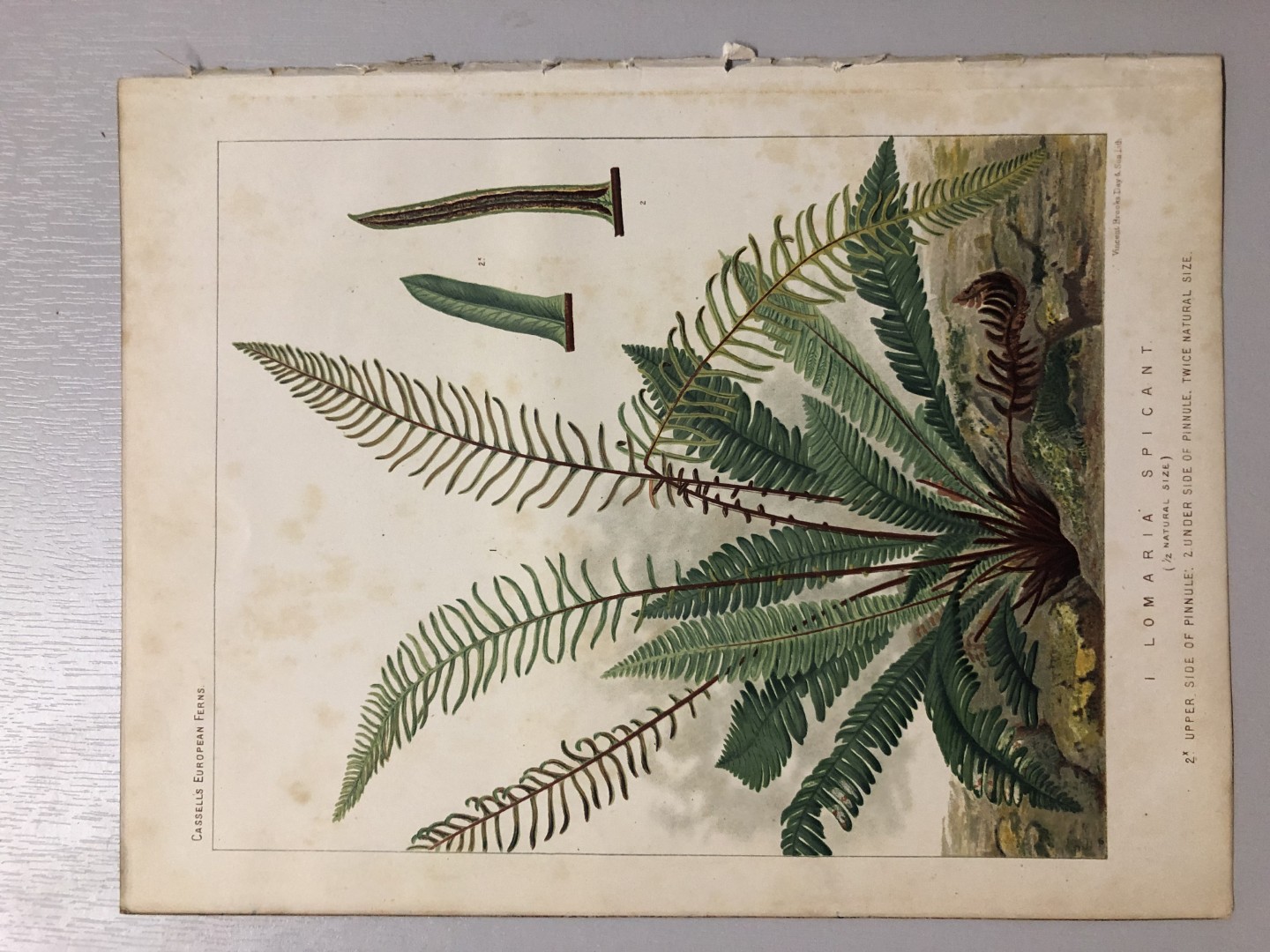 James Britten - Chromolithograph of European ferns 1879