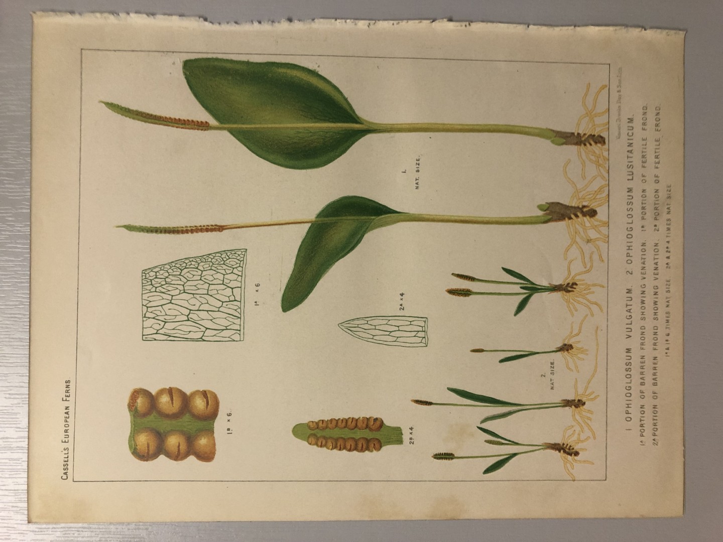 James Britten - Chromolithograph of European ferns 1879