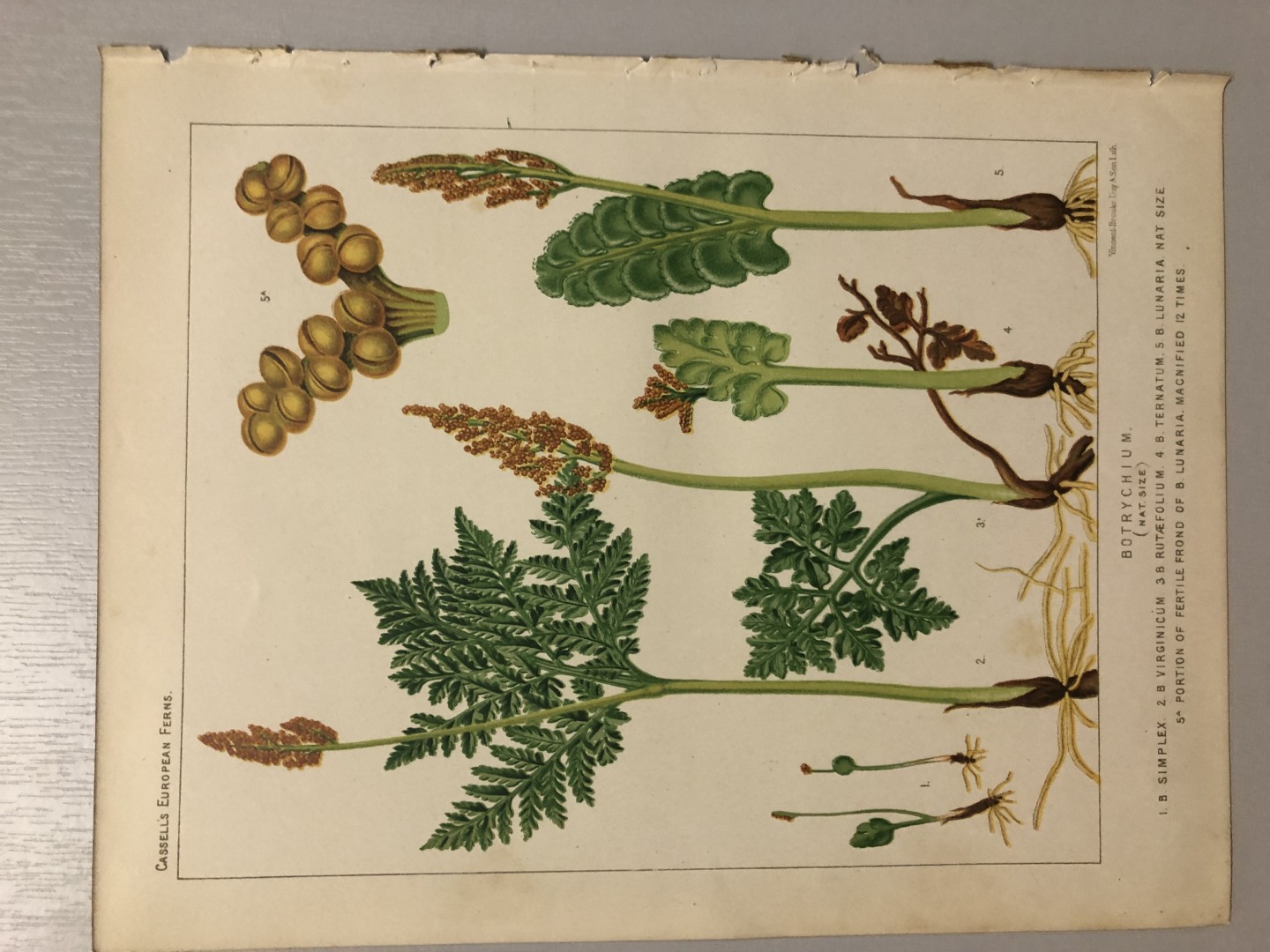 James Britten - Chromolithograph of European ferns 1879