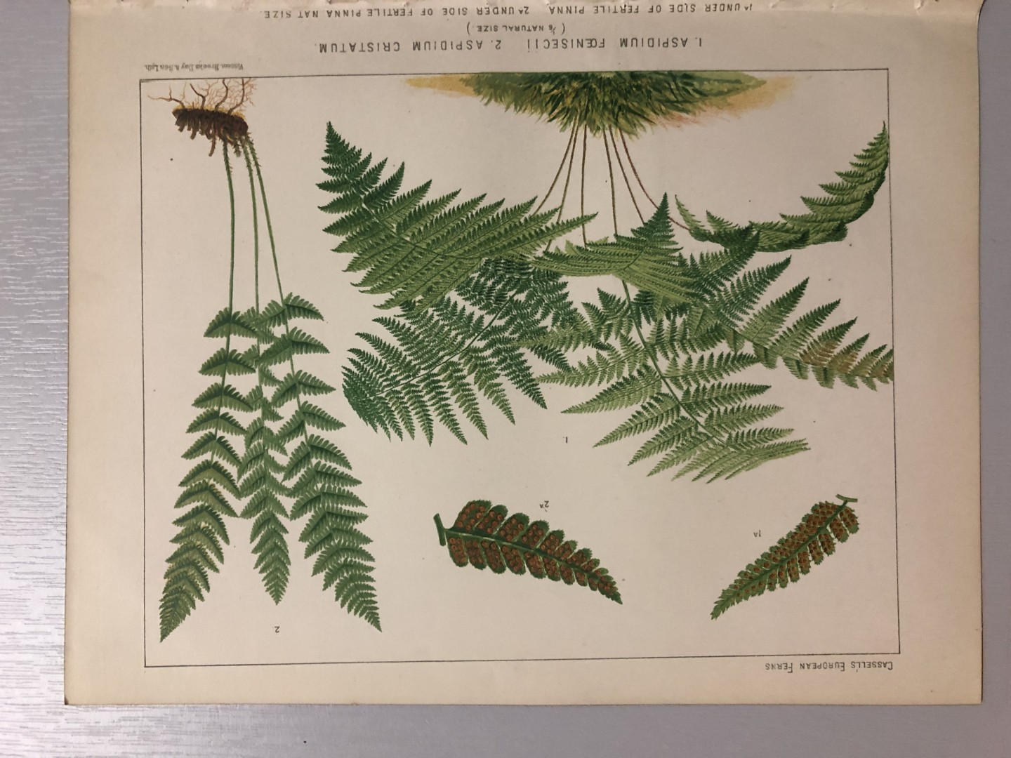 James Britten - Chromolithograph of European ferns 1879