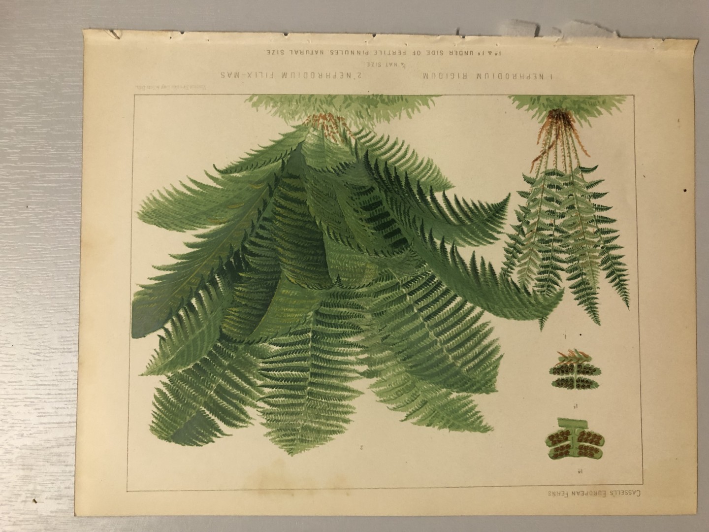 James Britten - Chromolithograph of European ferns 1879
