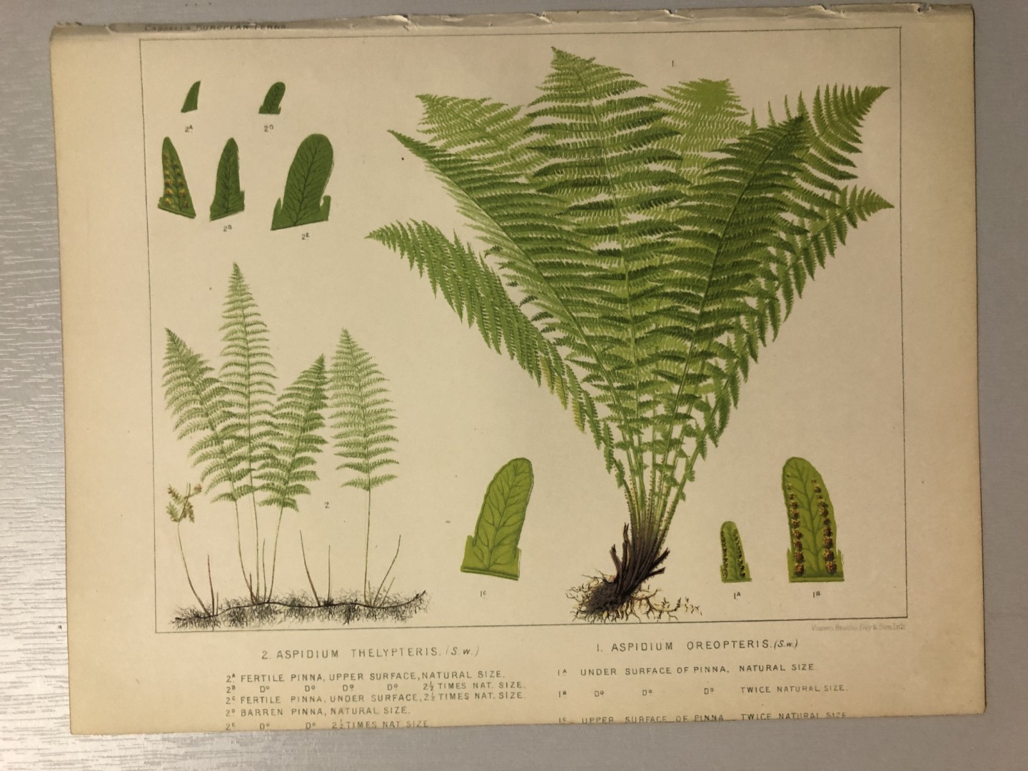 James Britten - Chromolithograph of European ferns 1879