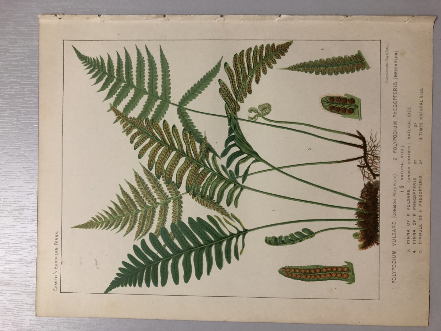 James Britten - Chromolithograph of European ferns 1879