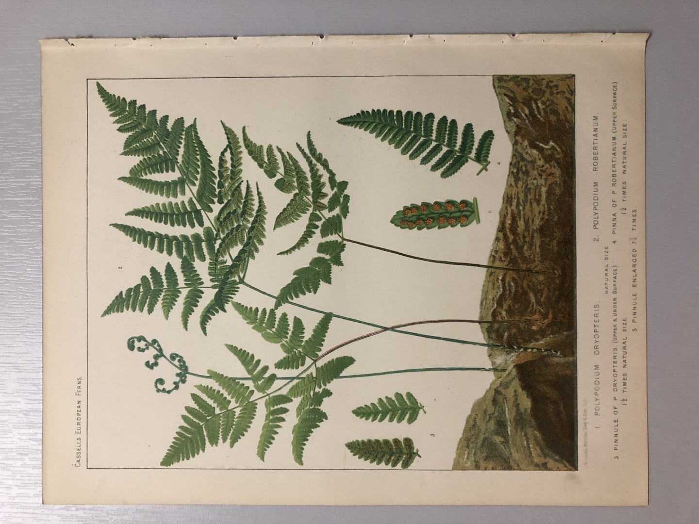 James Britten - Chromolithograph of European ferns 1879