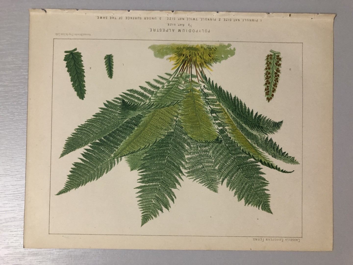 James Britten - Chromolithograph of European ferns 1879