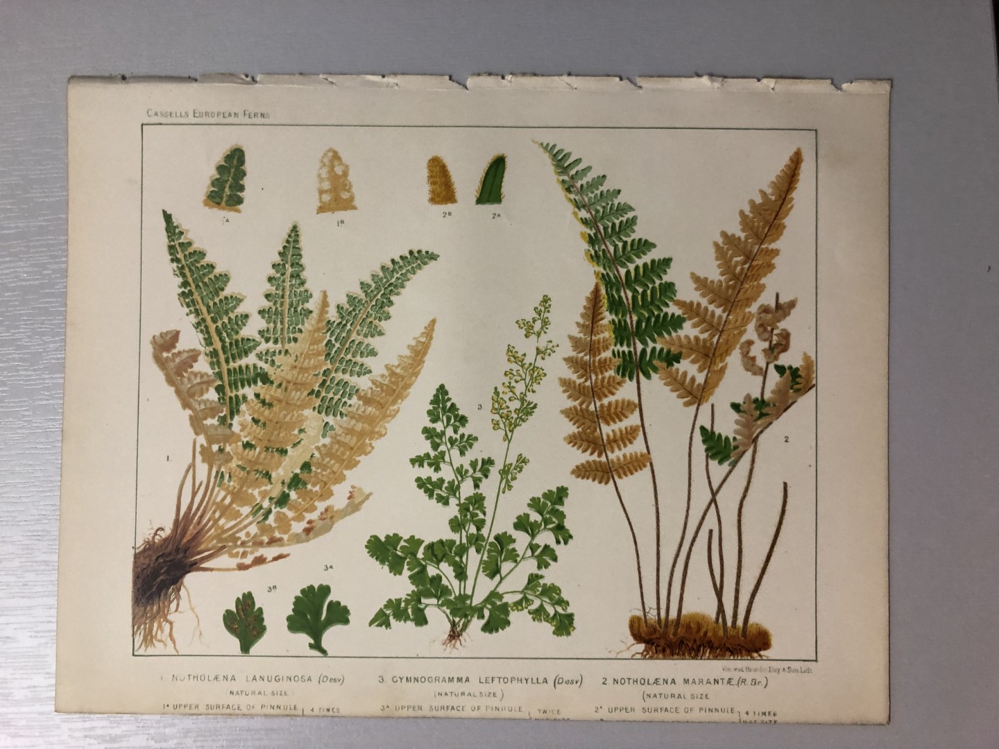 James Britten - Chromolithograph of European ferns 1879