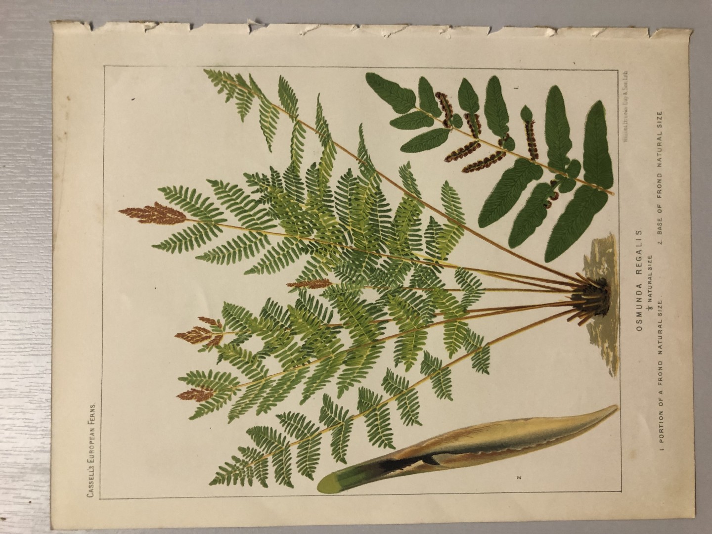 James Britten - Chromolithograph of European ferns 1879