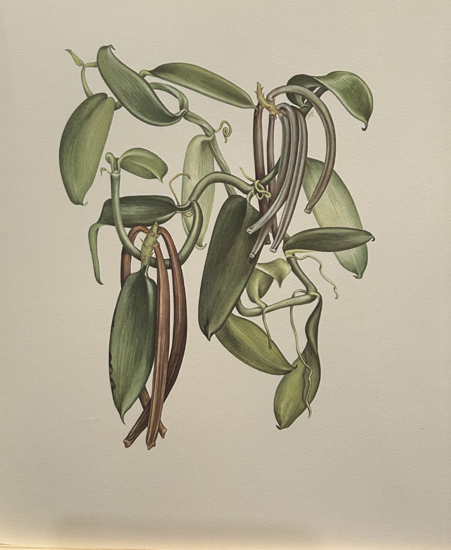 Mary Grierson - Beautiful lithograph of Orchids 1973.