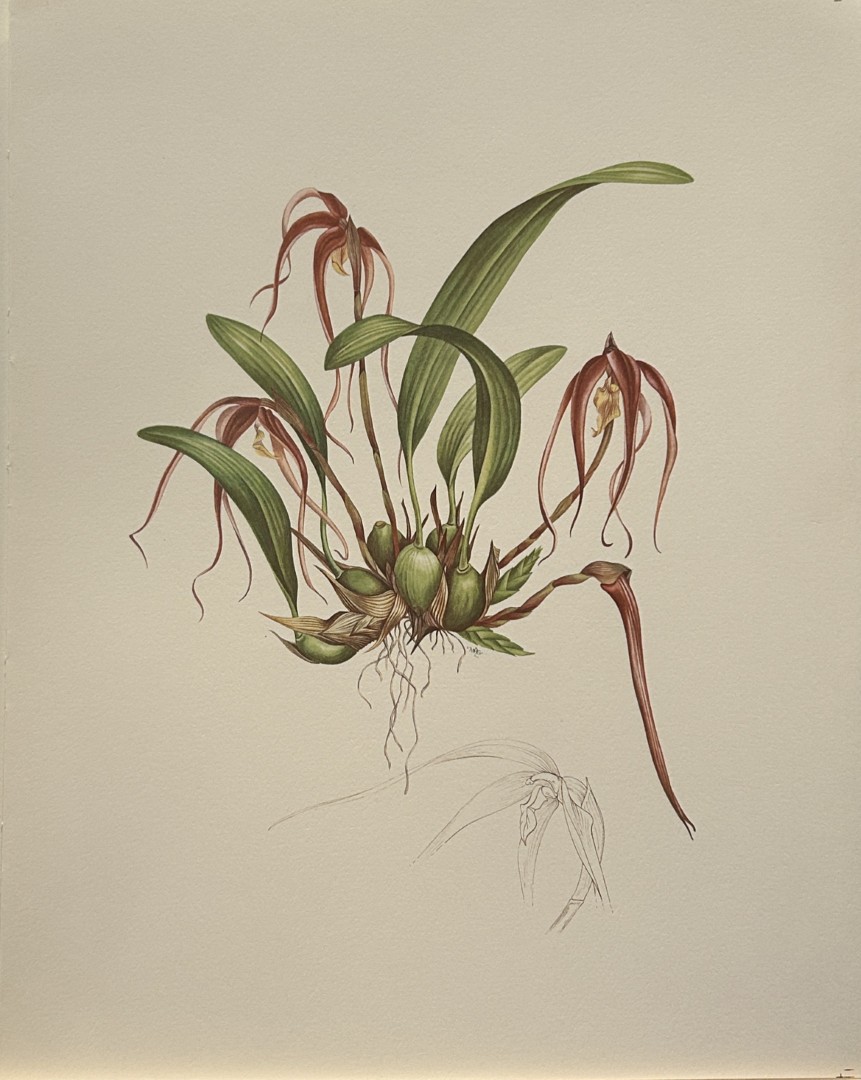 Mary Grierson - Beautiful lithograph of Orchids 1973