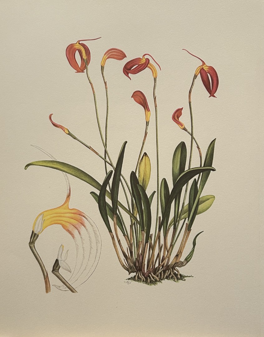 Mary Grierson - Beautiful lithograph of Orchids 1973