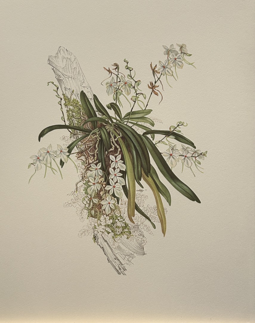 Mary Grierson - Beautiful lithograph of Orchids 1973