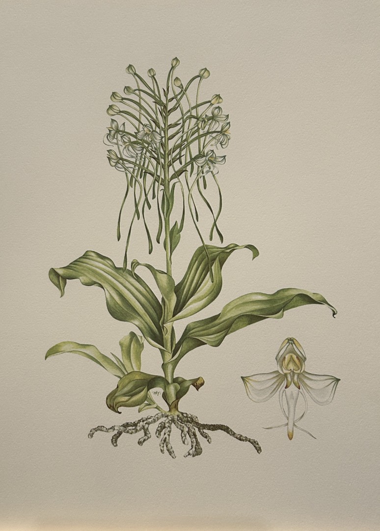 Mary Grierson - Beautiful lithograph of Orchids 1973
