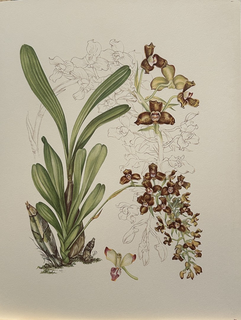 Mary Grierson - Beautiful lithograph of Orchids 1973
