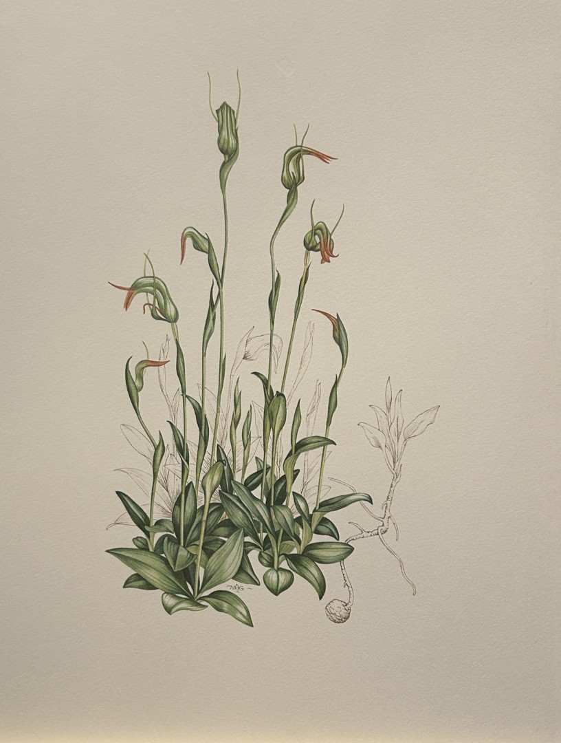Mary Grierson - Beautiful lithograph of Orchids 1973