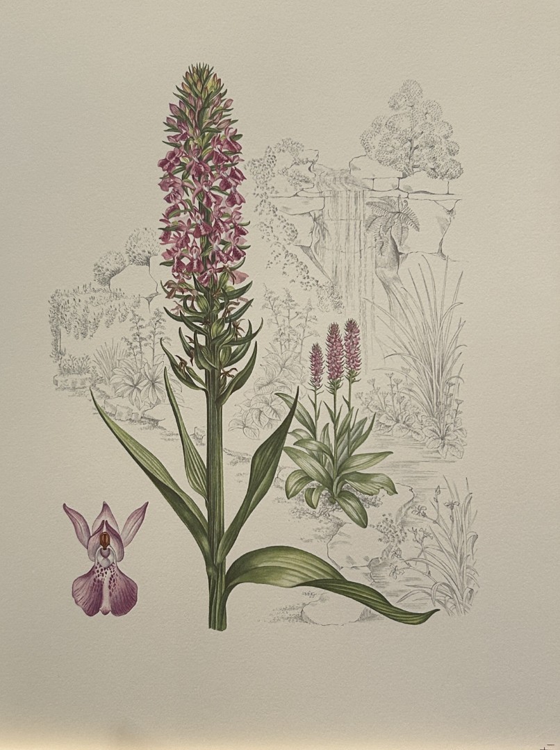 Mary Grierson - Beautiful lithograph of Orchids 1973