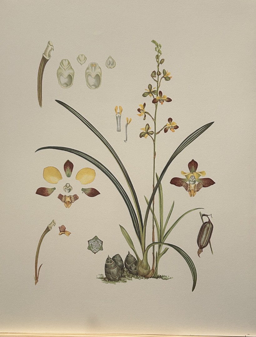 Mary Grierson - Beautiful lithograph of Orchids 1973