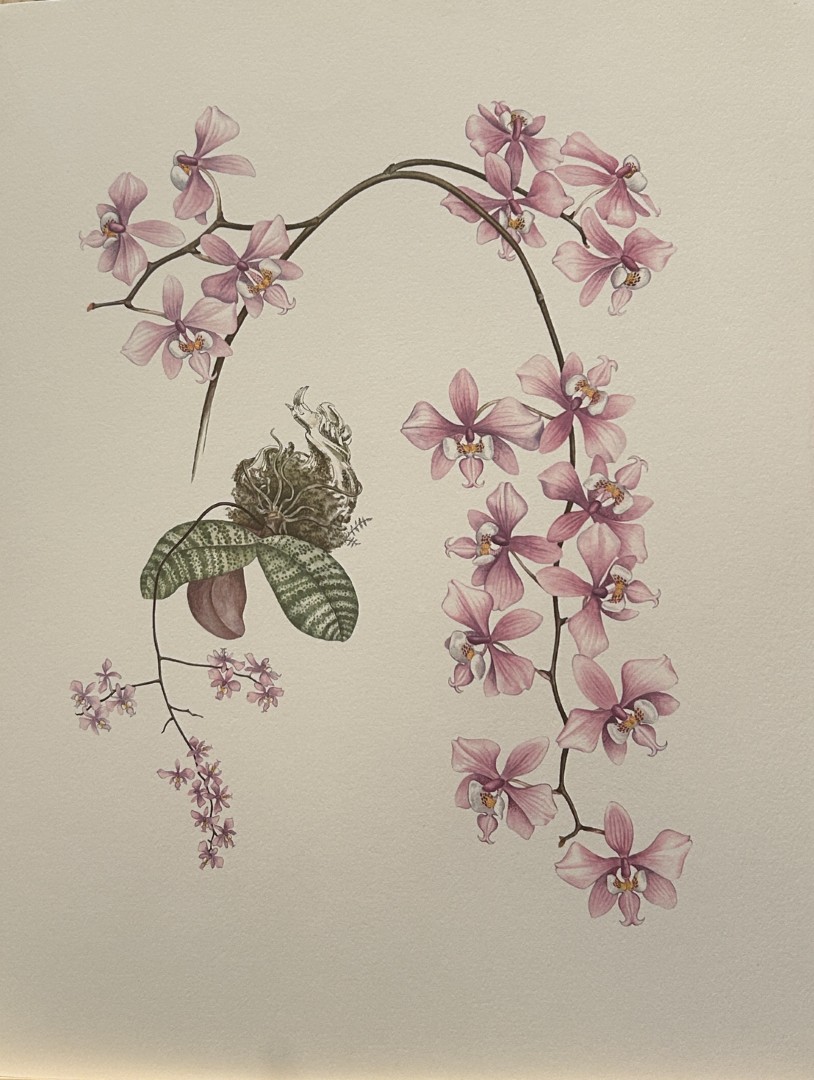 Mary Grierson - Beautiful lithograph of Orchids 1973