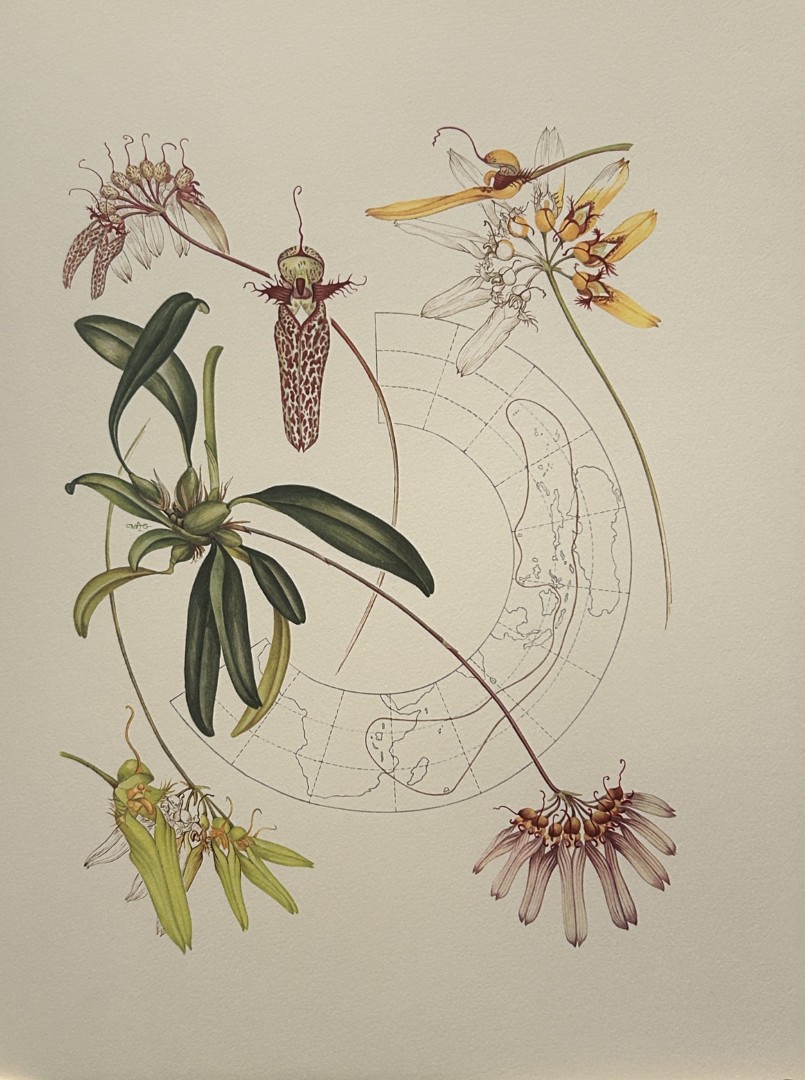 Mary Grierson - Beautiful lithograph of Orchids 1973