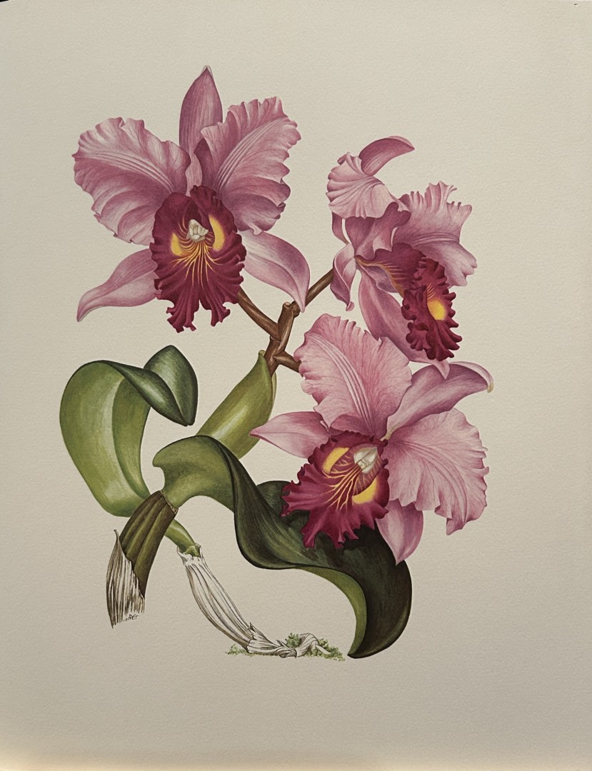 Mary Grierson - Beautiful lithograph of Orchids 1973