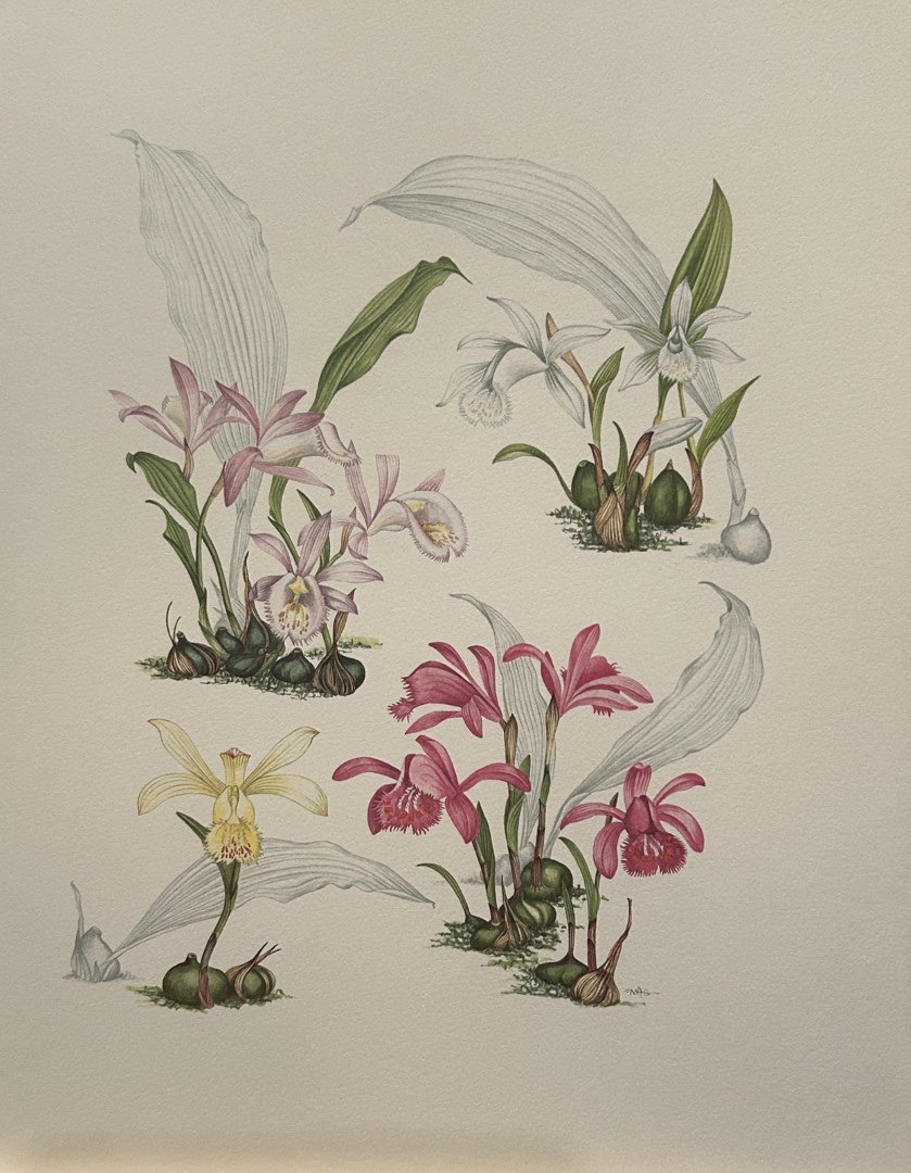 Mary Grierson - Beautiful lithograph of Orchids 1973