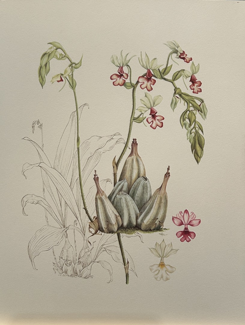 Mary Grierson - Beautiful lithograph of Orchids 1973