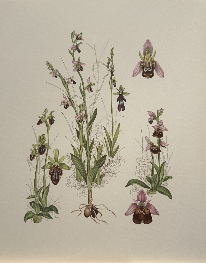 Mary Grierson - Beautiful lithograph of Orchids 1973