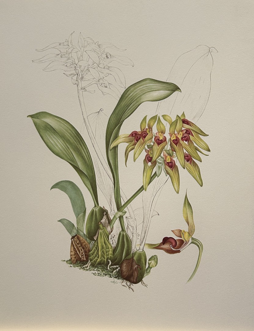 Mary Grierson - Beautiful lithograph of Orchids 1973