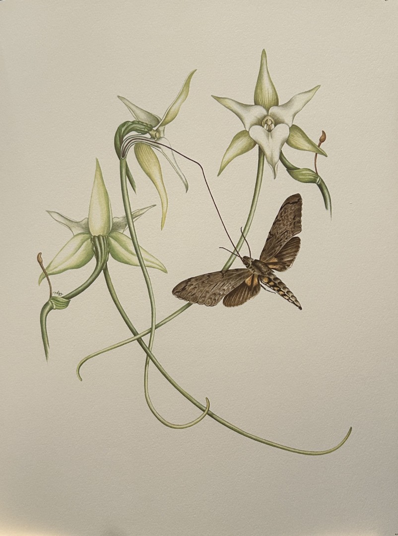 Mary Grierson - Beautiful lithograph of Orchids 1973
