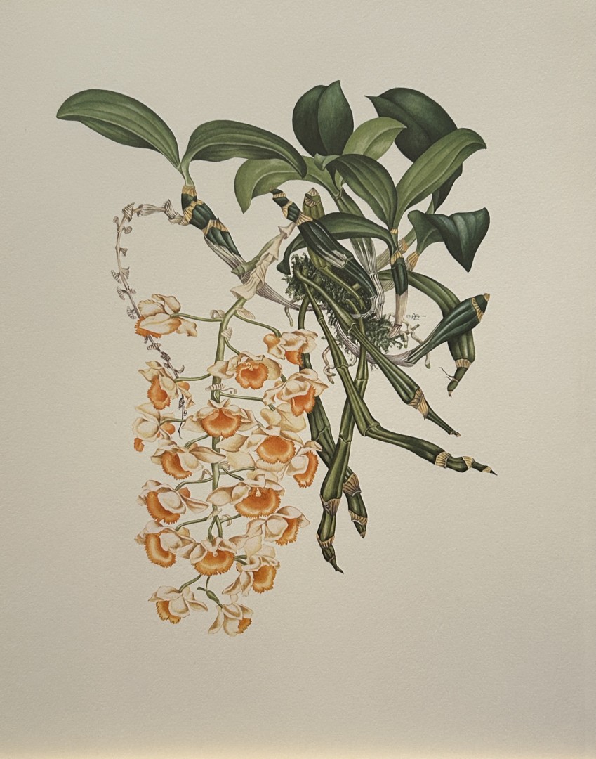 Mary Grierson - Beautiful lithograph of Orchids 1973