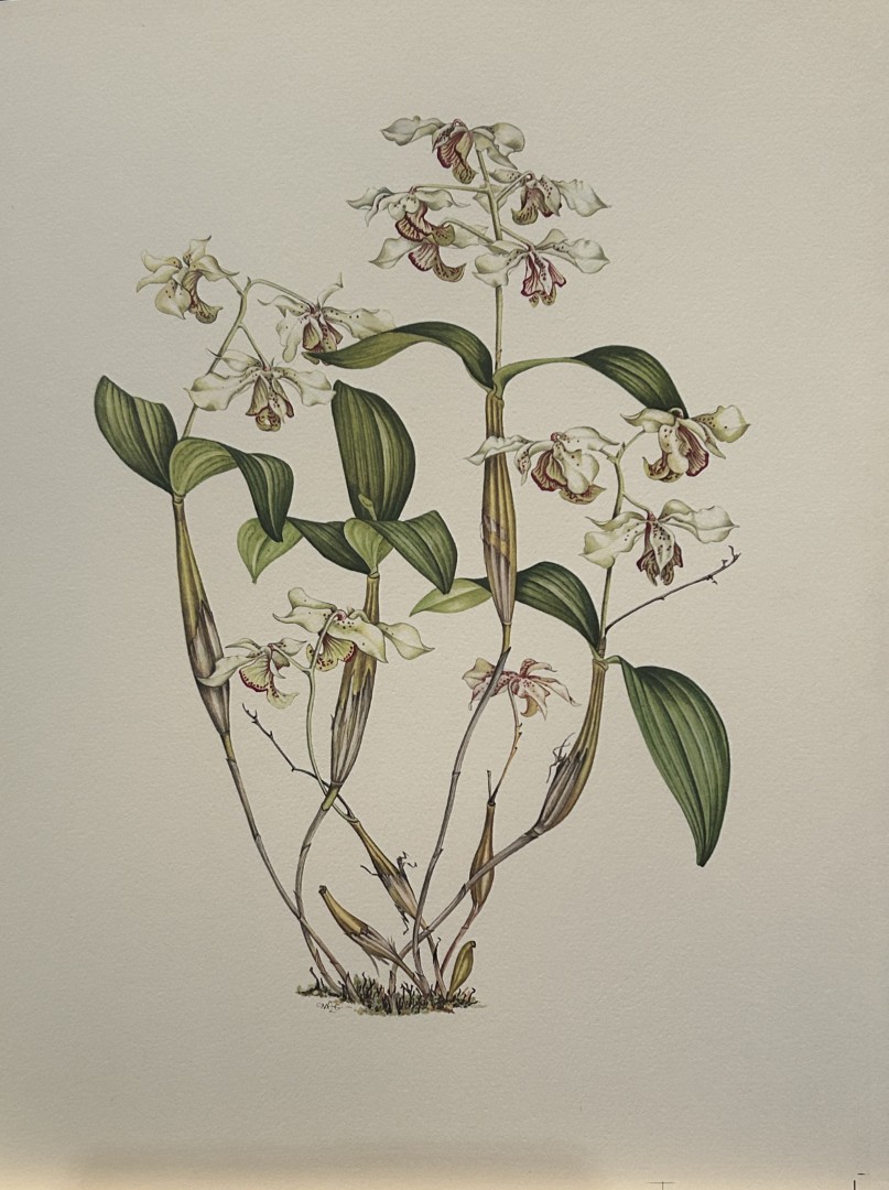 Mary Grierson - Beautiful lithograph of Orchids 1973