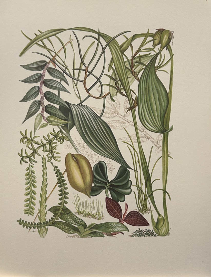 Mary Grierson - Beautiful lithograph of Orchids 1973