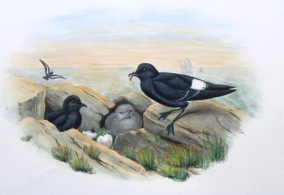 John Gould - Storm Petrel from Birds of Great Britain 1862-73. This original lithograph of the 